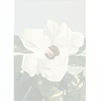 Papier ozdobny - Passion