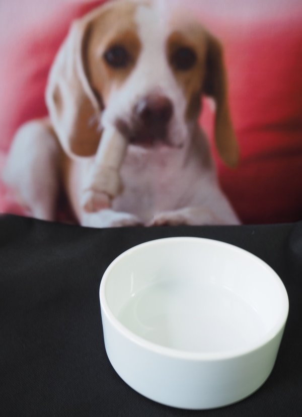 Ceramic bowl for pets for sublimation - small